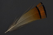 Перья золотого фазана