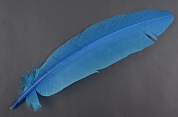 Перья парные маховые индюшиные VENIARD Turkey broad Wing Quill Dyed Blue VND  TBWQ-07