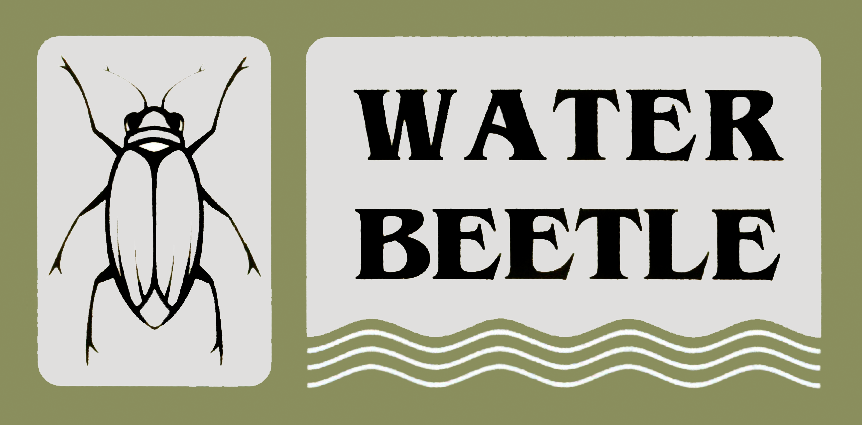 Water Beetle 