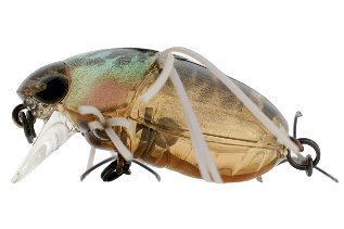 Chubby Bug