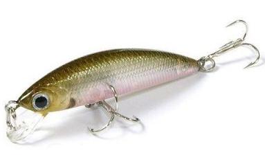 Humpback Minnow