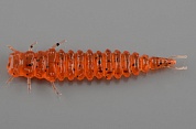 Силиконовая приманка Ojas Reit 47мм цв.Orange