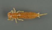 Силиконовая приманка Fanatik Larva 2, 50мм, #009 (8шт)