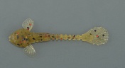 Силиконовая приманка Fanatik Goby 3.5, 90мм, #003 (5шт)