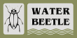 Water Beetle 